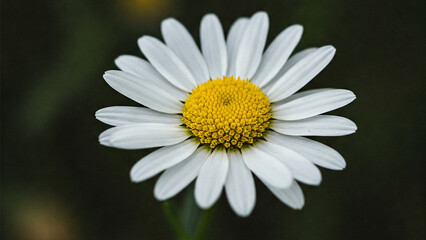 Fototapeta premium white daisy flower