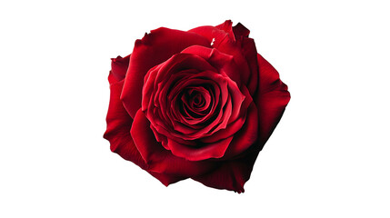 Naklejka premium rose transparent background png