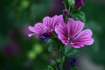 Obraz premium 気高く威厳に満ちた花