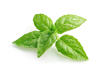 Fresh green basil isolated on white background, Generative AI Illusrta tion