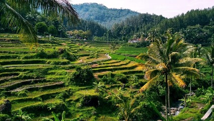 views of green rice fields like beautiful stairs with a bright and cool morning atmosphere