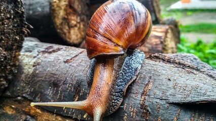 a snail on a log on a beautiful morning © Arief