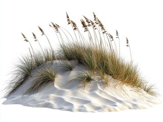 Coastal serenity showcasing a sand dune adorned with sea oats against a pristine white background evoking tranquility and natural beauty