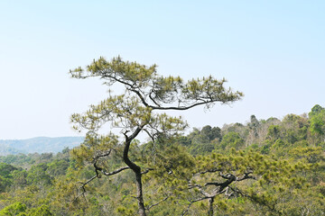 Fototapeta premium The pine tree forest in the national park in Thailand.