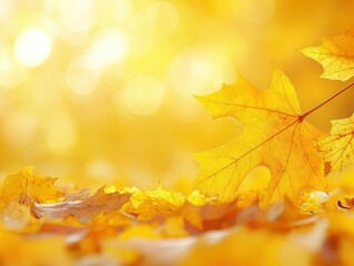 Golden autumn maple leaf on ground with blurred background in warm sunlight and soft focus for seasonal stock photo