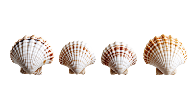 White scallop seashells with brown markings arranged in a row, detailed texture and high contrast, isolated on a transparent background