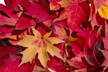 Fototapeta premium A vibrant collection of red and yellow leaves