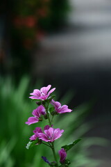気高く威厳に満ちた花