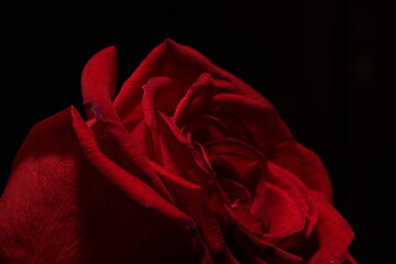 Naklejka premium red rose on black