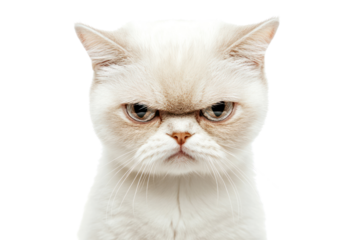 A white cat with a small, sad frown and slightly downturned ears, staring directly at the camera with a pitiful expression. Its soft fur contrasts with the clean white background.