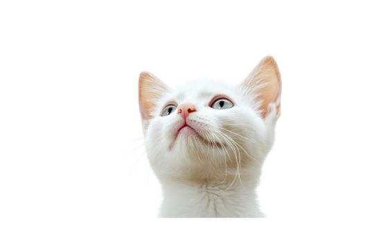 A white kitten with a small, vulnerable face, ears laid back, and a slightly open mouth, looking up with a soft, pitiful expression.