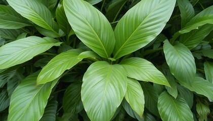 Lush Green Leaves Creating a Serene Nature Background in a Spring Garden with Tropical Foliage Beauty