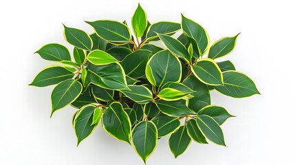Lush Green Variegated Plant in Overhead Studio Shot AI Generated
