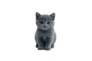 British kitten with smooth dark gray fur and a small, expressive face, paws tucked under its body as it sits calmly.
