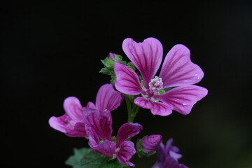 Fototapeta premium 気高く威厳に満ちた花