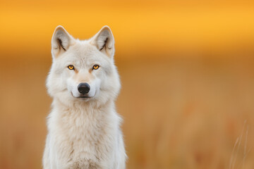 Obraz premium Majestic white wolf with golden eyes staring intensely, standing against a warm blurred background, wild arctic predator in its natural habitat with soft fur and sharp gaze
