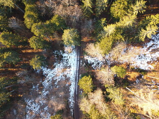 au cœur de la foret vosgienne