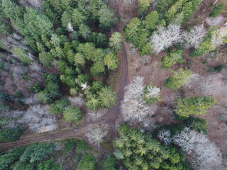 au cœur de la foret vosgienne