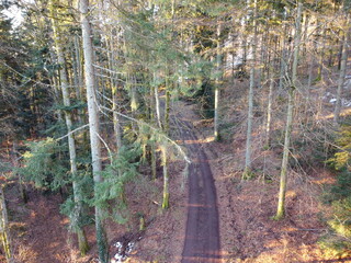 au cœur de la foret vosgienne