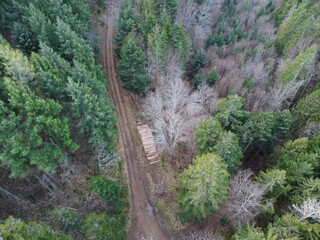 au cœur de la foret vosgienne