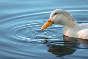 seagull in the water