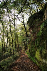 au cœur de la foret vosgienne