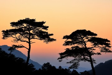 Pine tree silhouettes amidst nature: tranquil evergreen forest scenes perfect for outdoor lovers and landscape photography
