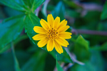 A close-up photography of a yellow flower