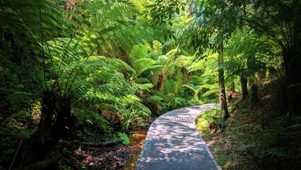 Fern Gully in the Botanic Garden Canberra Australia © Lucas