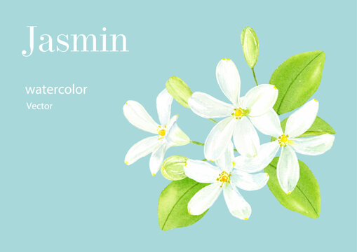 茉莉花 Images – Browse 70 Stock Photos, Vectors, and Video | Adobe