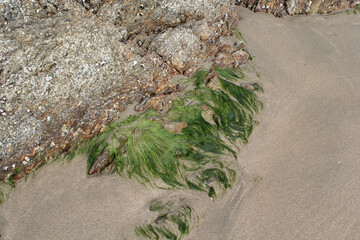 Seaweed washed up on rocks on a sandy beach