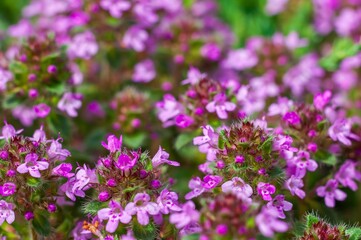 A vibrant thyme plant captured with selective focus and dreamy bokeh in defocused surroundings.