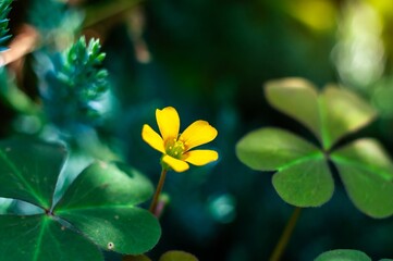 Vibrant yellow flower captured in soft focus with defocused lush green leaves in the backdrop.