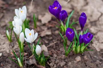 White and purple crocuses blooming vibrantly in spring, showcasing delicate petals and fresh...