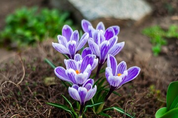 Soft focus image of blooming crocuses with bright sunlight and a blurred bokeh effect.
