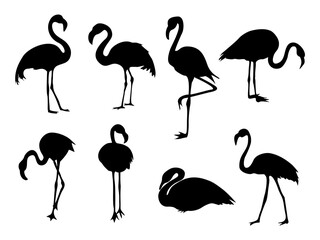 Obraz premium Silhouettes Collection of flamingo in various poses isolated on transparent background. Set of gorgeous exotic bird or tropical avian in different postures. Black hand drawn flat vector illustration