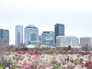 Naklejka premium 大阪の街に咲き誇る梅の花