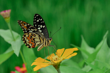 Fototapeta premium butterfly on a flower