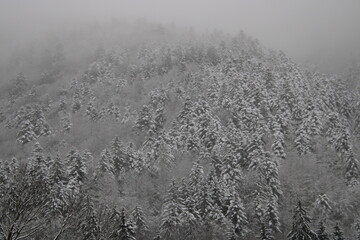 au cœur de la foret vosgienne
