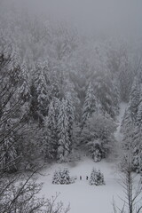 au cœur de la foret vosgienne