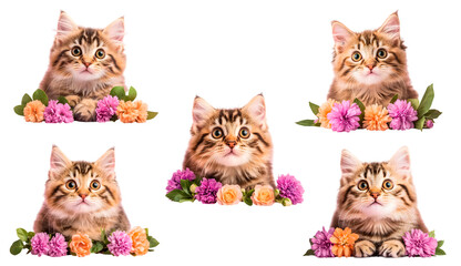 High-Definition Cute Cat with Flower - PNG
