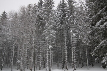 au cœur de la foret vosgienne