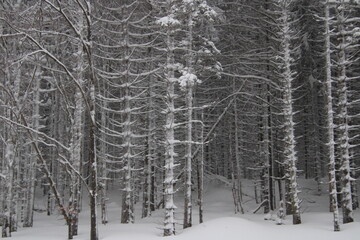 au cœur de la foret vosgienne