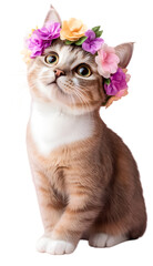 High-Definition Cute Cat with Flower - PNG