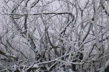 au cœur de la foret vosgienne