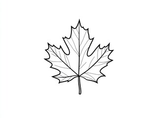 Fototapeta premium Simple Maple Leaf Line Drawing, Botanical Illustration
