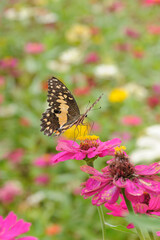 Butterfly Resting on Colorful Bloom in Vibrant Flower Garden