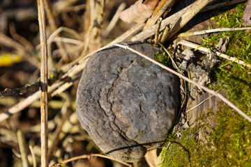 Close-up of a dark mushroom growing on a tree or stump, surrounded by dry branches and green moss. The mushroom has a rounded shape with an uneven, cracked surface.