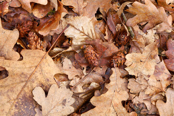The leaves have various shades of brown and beige, with visible veins and texture. Small cones are...