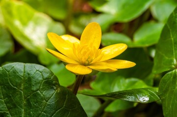 A radiant yellow lesser celandine flower blooms amidst a sea of vibrant green leaves during springtime.